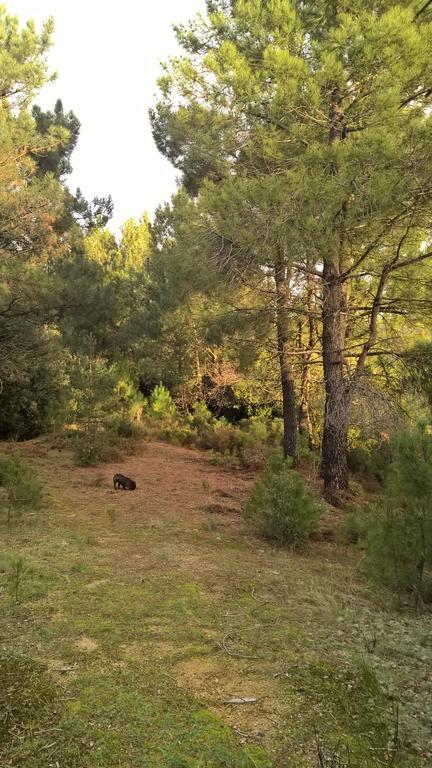 Gite Du Puy Saint-Fortunat-sur-Eyrieux Εξωτερικό φωτογραφία